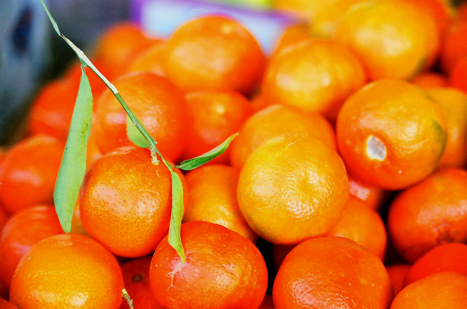 Today In Terrorism Dutch Children Eat Mercury poisoned Oranges